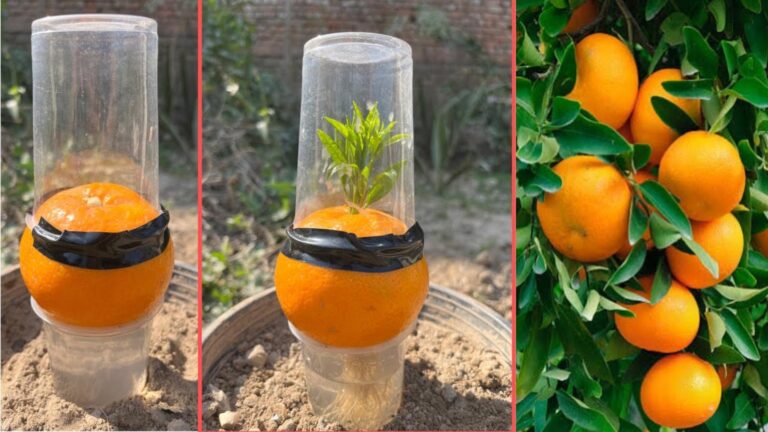Ein einfacher Trick mit Knoblauch, der deinen Orangenbaum blühen lässt…