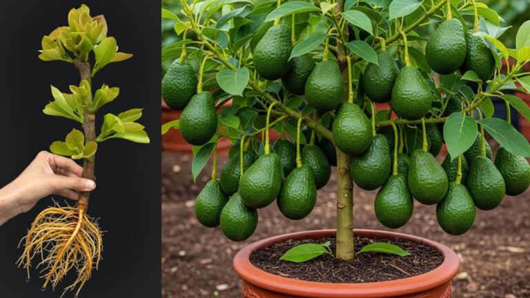 Einige Gärtner schwören auf diesen Trick für mehr Avocado-Erträge in Töpfen…