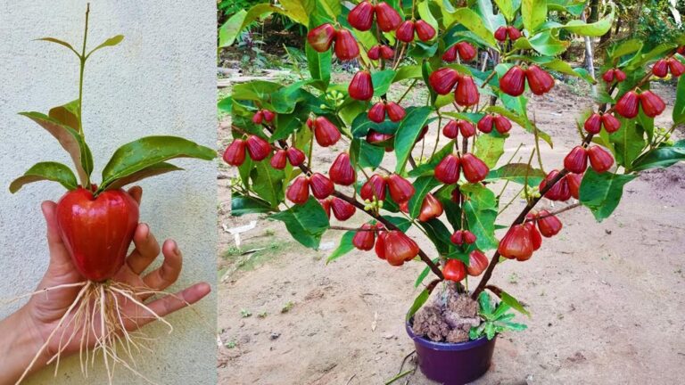 Dieser vergessene Trick lässt deinen Java-Apfelbaum blitzschnell wachsen und fruchten…