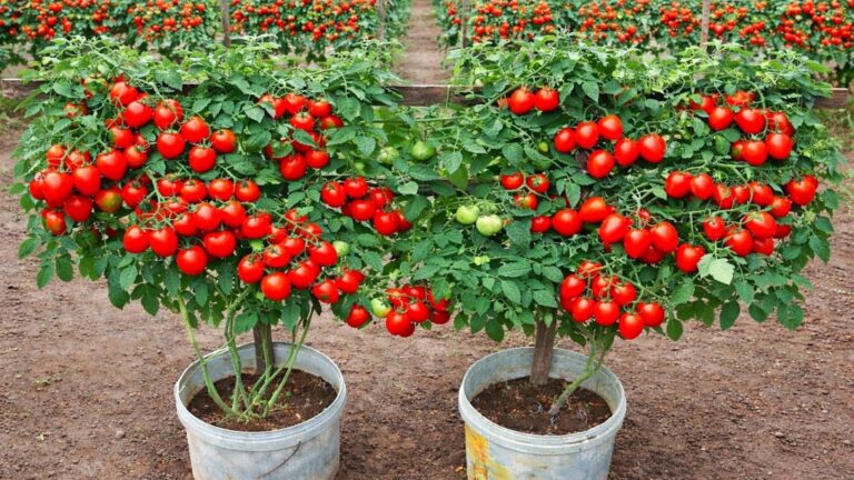 Diese einfache Methode verwandelt jeden Balkon in ein Paradies für frische Tomaten…