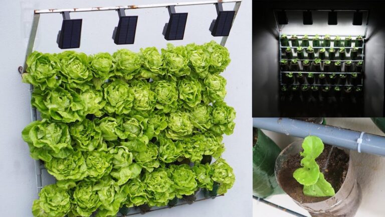 Ein einfacher Trick für deinen Balkon: So wächst knackiger Salat schneller denn je…