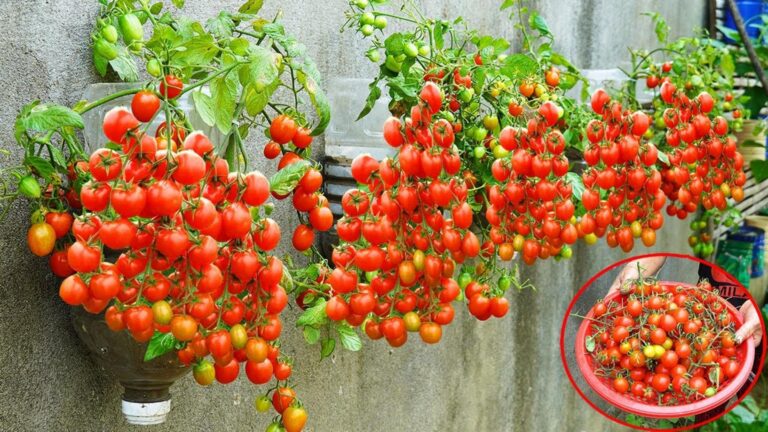 Diese geniale Methode verwandelt deine Wand in ein Tomaten-Paradies… entdecke, wie es