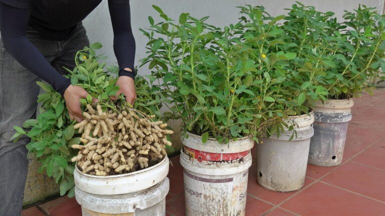 Diese einfache Methode lässt dich ohne Garten eine ganze Ernte Erdnüsse genießen…