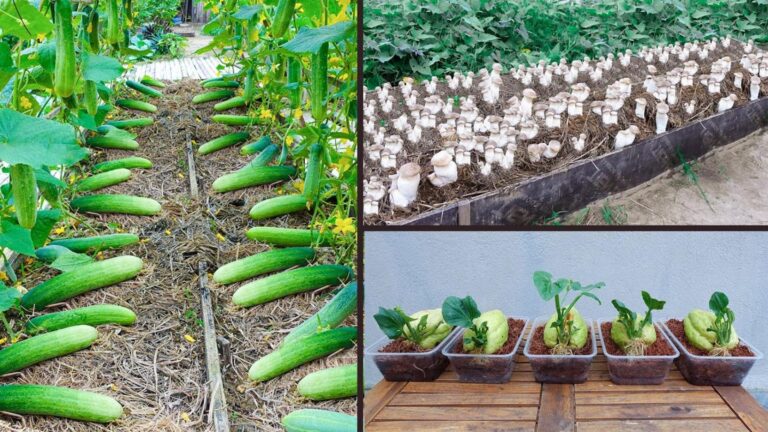 Diese einfachen Tipps verwandeln deinen Garten in ein grünes Paradies … entdecke das