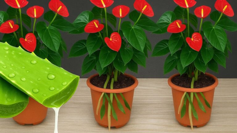 Entdecke 5 Tipps für blühende Red Anthurien – 200 % stärker als Bananenschalen!