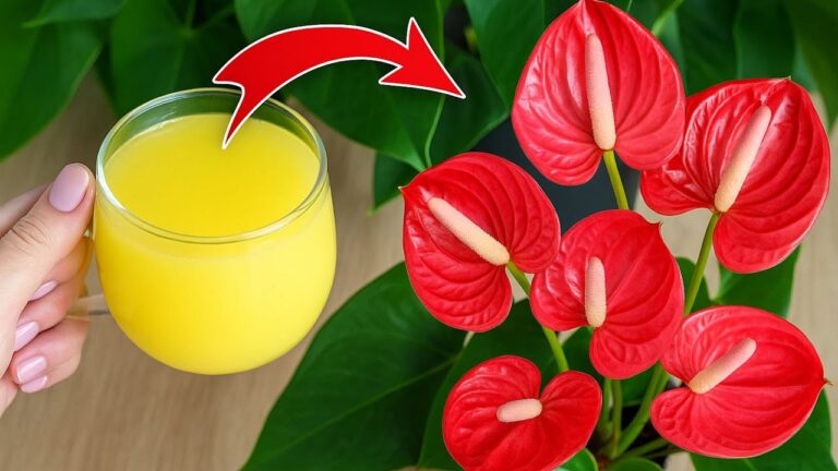 1 Tasse für schnelles Wachstum: So blüht dein Anthurium wie nie zuvor!