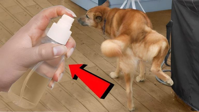So stoppen Sie, dass Hunde in Ihrer Nähe im Garten urinieren