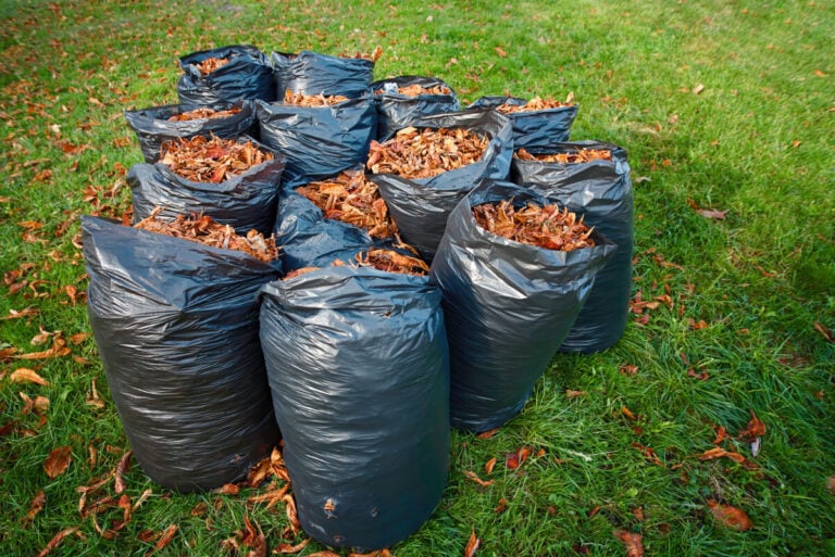 Blätter im Garten lassen: 5 Gründe, warum Sie sie nicht sammeln sollten