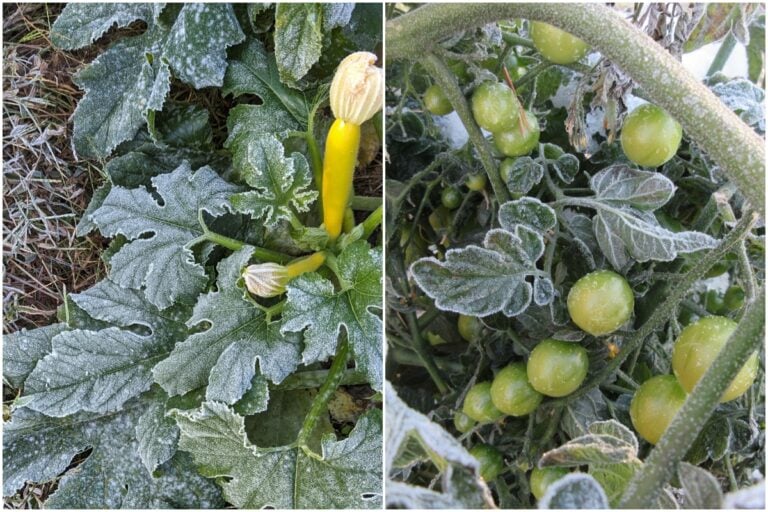 Sind Ihre Garten-Gemüse nach dem Frost noch genießbar?