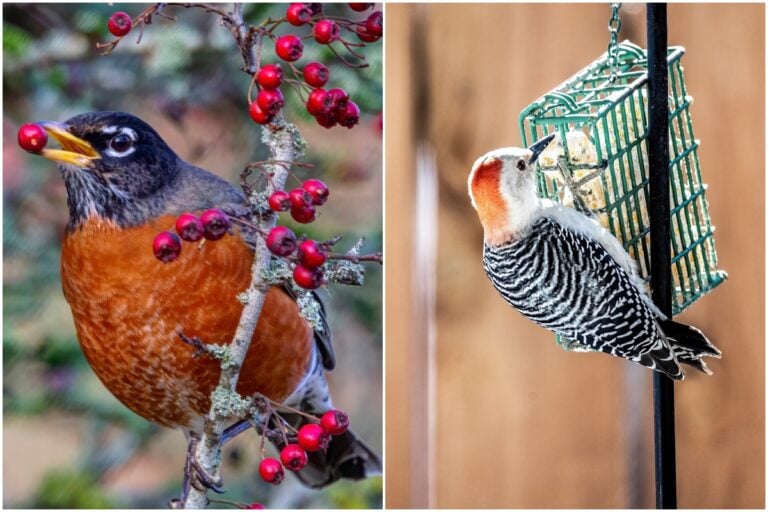 7 praktische Tipps zum Vogelfüttern im hektischen Garten