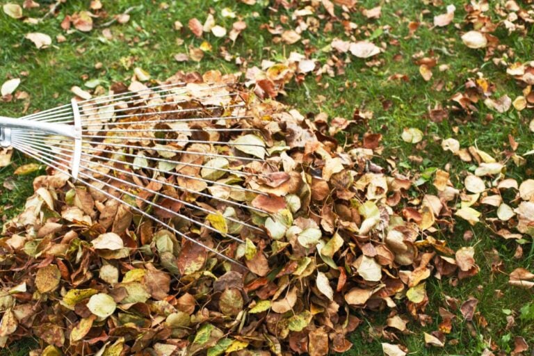 7 einfache Aufgaben für den Rasen im Herbst – auch ohne Perfektionsanspruch