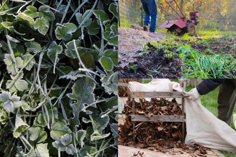 17 Gartenarbeiten vor dem ersten Frost erledigen