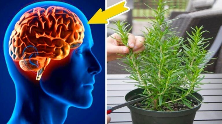 5 Pflanzen, die deine Gedächtnisleistung steigern und Alzheimer vorbeugen