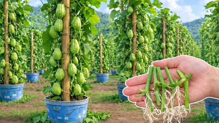 7 einfache Schritte, um Chayote erfolgreich aus Stecklingen zu ziehen!