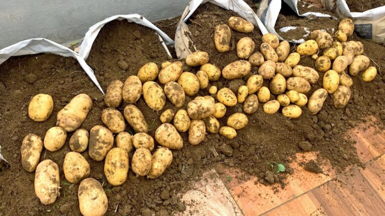 15 einfache Schritte, um auf dem Balkon viele Kartoffeln anzubauen