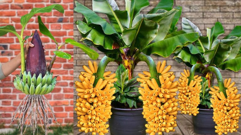 10 Schritte zum erfolgreichen Veredeln von Bananenbäumen für mehr Frucht!