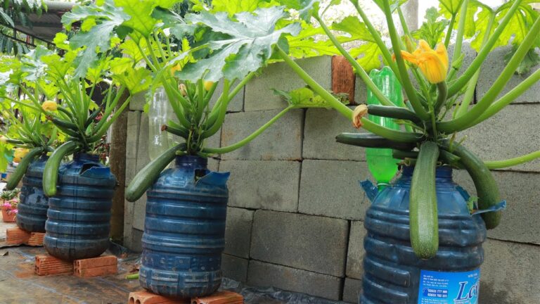 Zucchini im Topf: 5 einfache Schritte für dein eigenes Gartenparadies!