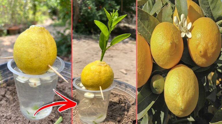 7 einfache Tipps für das Wachstum von Zitronenbäumen zu Hause
