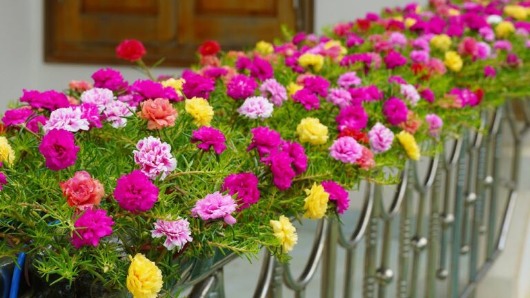 5 kreative Ideen für einen Balkon mit Portulaca an der schönsten Geländerbegrünung