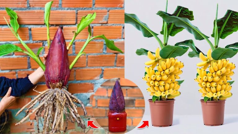5 einzigartige Techniken zum Pflanzen von Bananenbäumen mit Aloe Vera entdecken!