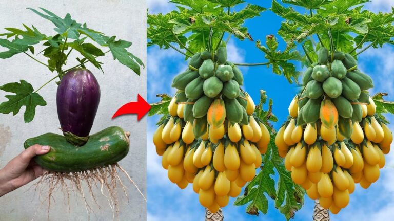 5 einfache Schritte für die erfolgreiche Veredelung von Auberginen mit Papaya