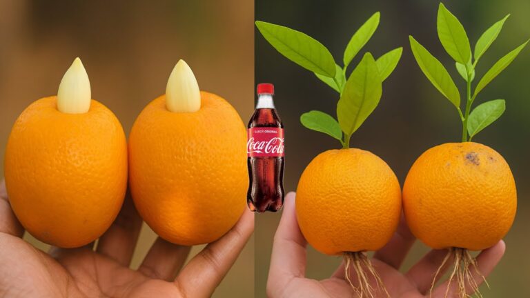 5 überraschende Tipps: Orangen mit Knoblauch erfolgreich im Garten anbauen!