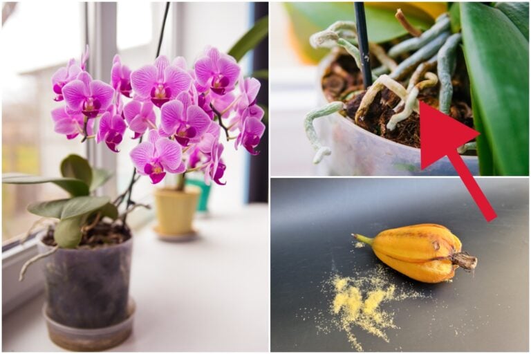 22 faszinierende Dinge, die jeder Orchideenbesitzer wissen sollte