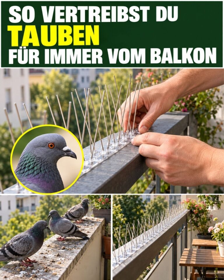 So vertreibst du Tauben für immer vom Balkon