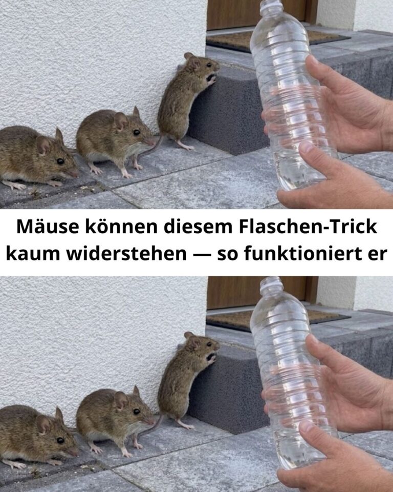 Mäuse können diesem Flaschen-Trick kaum widerstehen — so funktioniert er