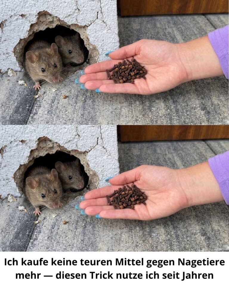 Ich kaufe keine teuren Mittel gegen Nagetiere mehr — diesen Trick nutze ich seit Jahren