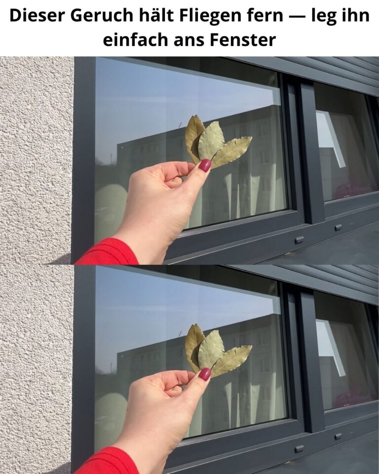 Dieser Geruch hält Fliegen fern — leg ihn einfach ans Fenster