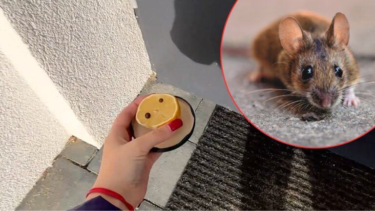 Stell diese Fallen an die Türen — so bleiben Mäuse eher draußen