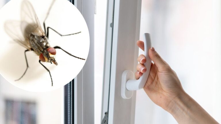 Ich hänge es ans Fenster. Keine Fliegen kommen rein