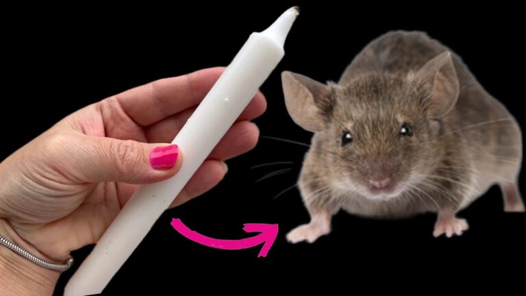 Werde MÄUSE UND RATTEN mit nur EINER KERZE los! Das Ungeziefer flieht endgültig