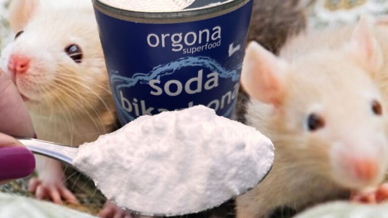 MÄUSE UND RATTEN fliehen sofort vor diesem natürlichen Mittel! Werde sie jetzt los