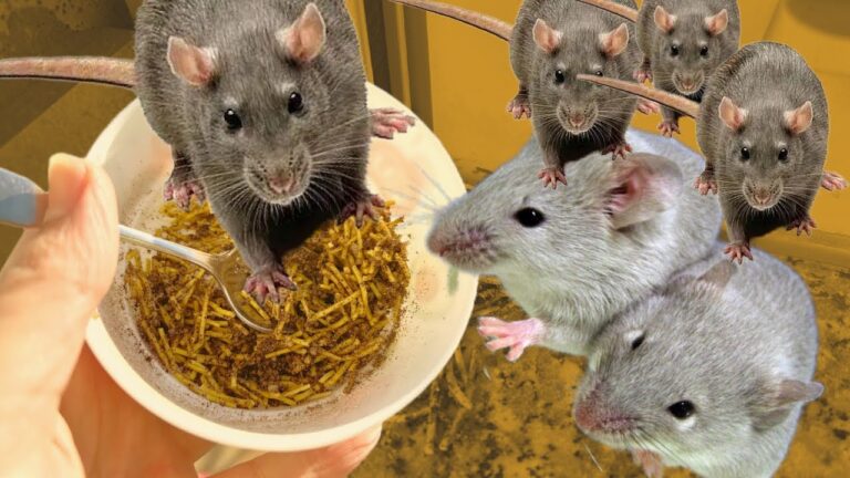Das gebe ich Mäusen und Ratten! Sie fliehen sofort und kommen nie wieder