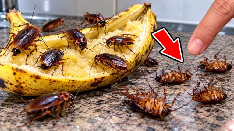 Ohne Gift gegen Kakerlaken! Ein Trick mit einer Banane 🍌