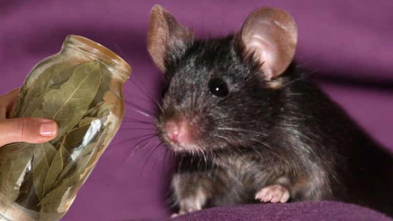 MÄUSE, RATTEN, WANZEN und KÄFER fliehen vor diesen 2 Zutaten und kommen nie wieder!