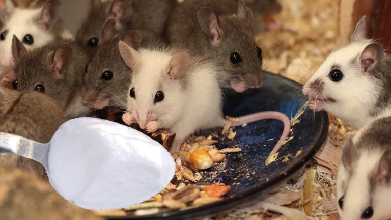 Mäuse und Ratten fliehen sofort! 3 natürliche Methoden für zu Hause