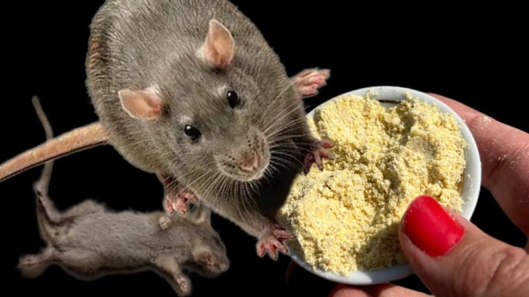 Vertreibe Mäuse und Ratten so weit wie möglich! Überliste die Nagetiere