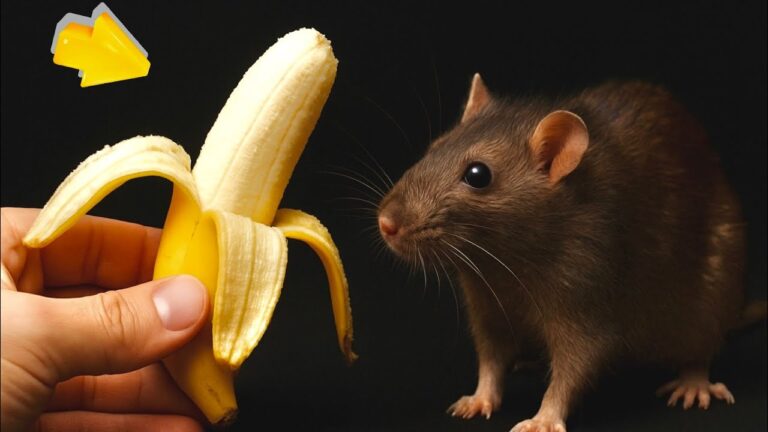 Wie wird man Mäuse und Ratten auf natürliche Weise los? Das solltest du wissen!