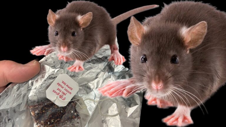 ENDLICH alle Mäuse und Ratten vertreiben! Mach das jetzt!