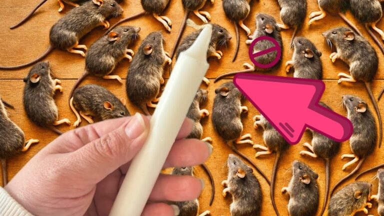 Mäuse und Ratten mit nur einer Kerze loswerden! Bau deine eigene Falle!