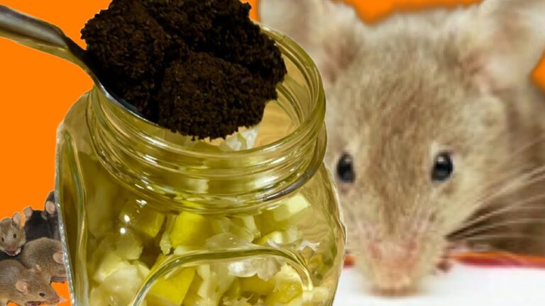 MÄUSE UND RATTEN KOMMEN NICHT IN DEIN HAUS, WENN SIE DAS RIECHEN! Eine unglaubliche Idee